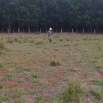 Santa Fé do Sul (SP)